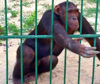 В Великобритании выявили более 100 случаев заражения оспой обезьян